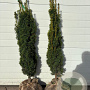 Taxus b. 'David' 80-100 cm met kluit