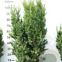 Taxus media 'Hicksii' 100-120 cm met kluit