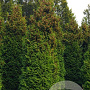 Thuja occ. 'Brabant' 700-800 cm draadkluit solitair
