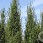 Acer campestre 'Fastigiatum' 30-35 HO draadkluit 250 cm stam