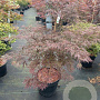 Acer pal. 'Garnet' 80-100 cm 20L