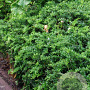 Berberis candidula 60-80 cm met kluit