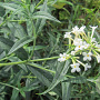 Buddleja 'Podaras 15' 125-150 cm 40L struik