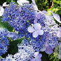 Hydrangea serrata 'Blue Bird' GM C1.3