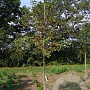 Malus 'Red Sentinel' 8-10 HO draadkluit