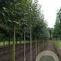 Malus 'Rudolph' 8-10 HO draadkluit
