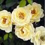 Rosa (P) Bijenweelde (R) Geel GM C1.3