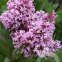 Syringa (V) 'James Macfarlane' 250-300 cm draadkluit struik