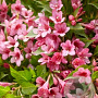 Weigela Picobella Rosa GM C5