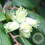 Corylus 'Kentish Cob' GM C1.3