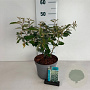 Elaeagnus ebbingei 40-50 cm 35L