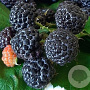 Rubus idaeus 'Black Jewel' GM C1.3