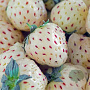 Fragaria ananassa 'Springberry' GM P9
