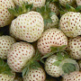 Fragaria ananassa 'White Pineberry' GM P9