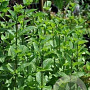 Mentha spicata 'Moroccan Beauty' GM P9