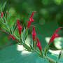 Salvia elegans 'Ananassalbei' GM P9