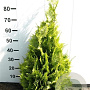 Chamaecyparis l. 'Ivonne' 80-100 cm met kluit