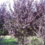 Prunus cer. 'Nigra' 400-450 cm draadkluit meerstammig