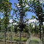 Prunus schmittii 8-10 HO draadkluit