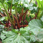 Rheum rhabarbarum 'Frambozen Rood' GM 2,0L