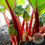 Rheum rhabarbarum 'Glaskin's Perpetual' GM 2,0L