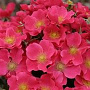 Rosa 'Stadt Rome' GM C1.3