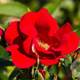 Rosa (H) Matador GM C1.3