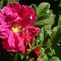Rosa (R) Scarlet Pavement GM C1.3