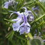 Rosmarinus officinalis 'Fast with Flavour' GM P9