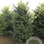 Taxus b. 'Dovastonii Aurea' 300-350 cm draadkluit solitair