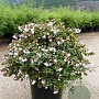 Abelia 'Edward Goucher' 150-175 cm 50L