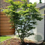 Acer pal. 'Osakazuki' 175-200 cm cont. 80L