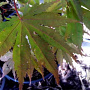 Acer pal. 'Toshi' 125-150 cm 20L