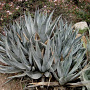 Agave deserti deserti GM c20