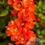 Chaenomeles j. 'Sargentii' 100-125 cm 20L 3 stok