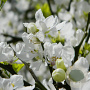 Poncirus trifoliata 200-250 cm 50L