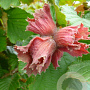 Corylus avellana 'Rode Zellernoot' 150-175 cm 20L