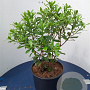 Daphne odora 'Aureomarginata' 80-100 cm 20L
