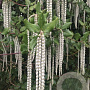 Garrya elliptica 'James Roof' 150-175 cm 20L met stok