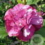 Hibiscus syr. 'Freedom' 175-200 cm 50L