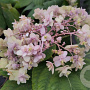 Hydrangea involuc. 'Yohraku-tama' 80-100 cm 20L