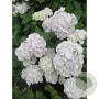 Hydrangea macrophylla 'Madame Emile Mouillère' 80-100 cm 20L