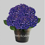 Hydrangea m. Baby Blue 60-80 cm 20L breed