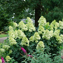 Hydrangea paniculata 'Limelight Prime' 80-100 cm 20L