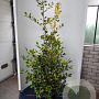 Ilex altacl. 'Golden King' 125-150 cm 20L