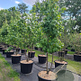 Liquidambar styraciflua 350-400 cm cont. 110L meerstammig