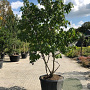 Liquidambar styraciflua 350-400 cm cont. 110L meerstammig