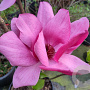 Magnolia Emperor 125-150 cm 20L