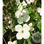Cornus 'Norman Hadden' 175-200 cm 50L