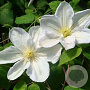 Clematis 'Madame Le Coultre'# 175-200 cm 20L 3 stok
